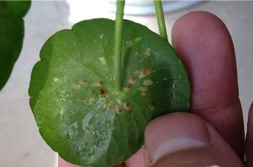 1507877845100057.jpg 家庭养花通用的杀虫剂哪种效果好