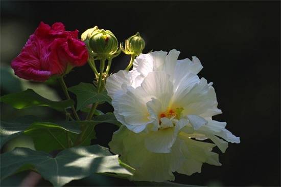 木芙蓉的养殖方法和注意事项