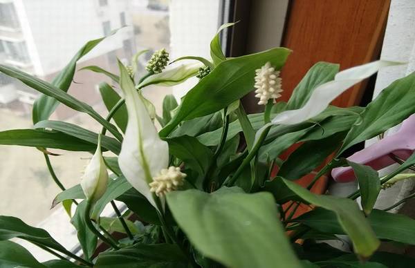 白掌分株的具体操作方法