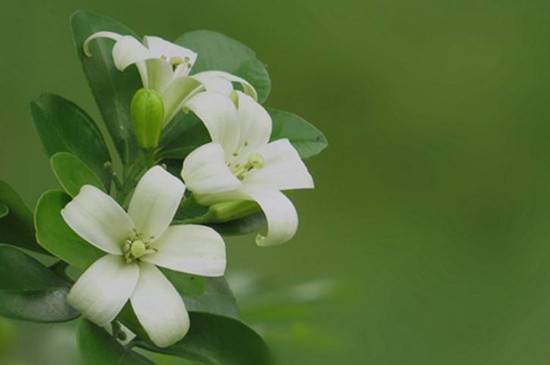 千里香怎么养,千里香的养殖技巧