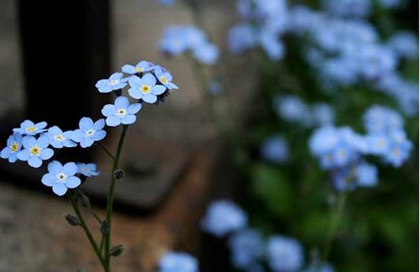 勿忘我好养吗 勿忘我的养殖方法