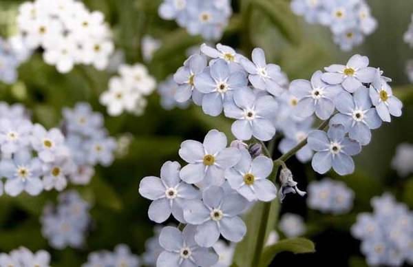 勿忘我好养吗 勿忘我的养殖方法