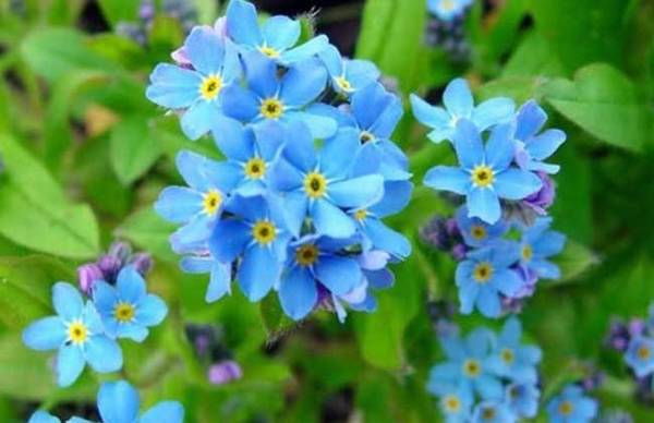 勿忘我好养吗 勿忘我的养殖方法