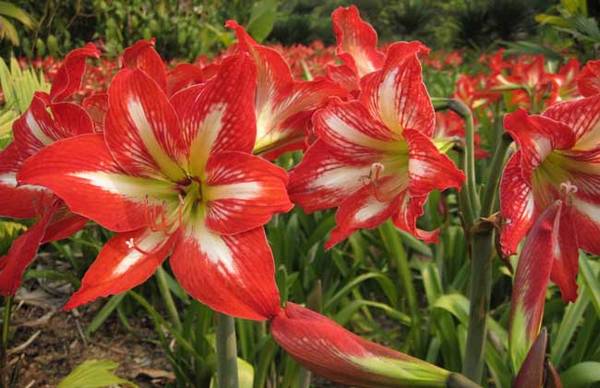 朱顶红盆栽养殖方法和注意事项