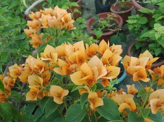 三角梅开花爆盆的四大养护要点