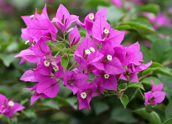 三角梅叶子比花朵多怎么回事