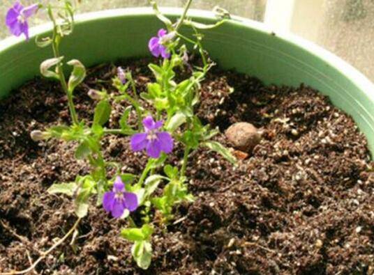 花市买回来的盆花怎么缓苗成活率高