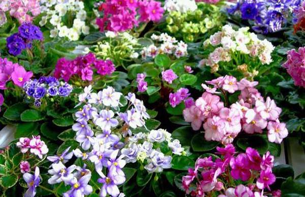 非洲紫罗兰的盆栽养法和注意事项