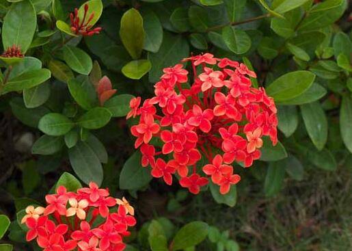 仙丹花的养殖方法