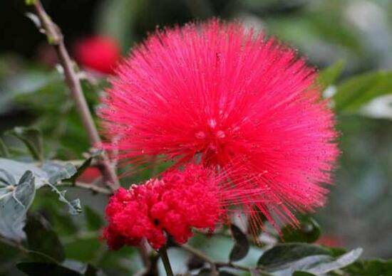 合欢花好栽种吗