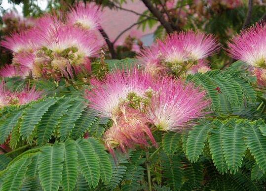 合欢花好栽种吗