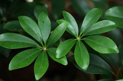 1565271697364952.jpg 鸭掌木长旺盛的养殖方法和注意事项