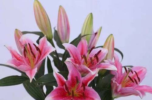 1550642132357594.jpg 盆栽百合花开完花后怎么做好养护