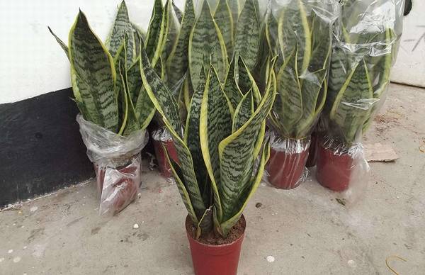 盆栽虎皮兰的日常养护方法