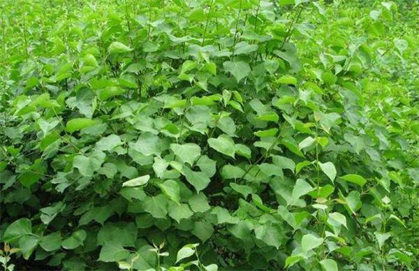 丁香的栽培养殖方法