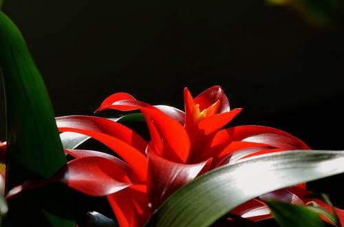 1565173521959780.jpg 凤梨花的分株移栽最佳时间和方法