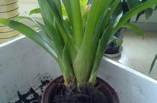 1565173529205089.jpg 凤梨花的分株移栽最佳时间和方法