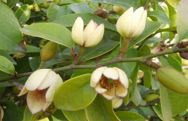 含笑花该怎么养殖