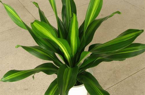 1486445834227595.jpg 也门铁好养吗 也门铁的养殖方法和注意事项