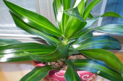 1486445857262364.jpg 也门铁好养吗 也门铁的养殖方法和注意事项