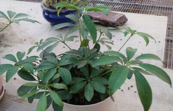 盆栽鹅掌柴怎么养 鹅掌柴的养殖方法