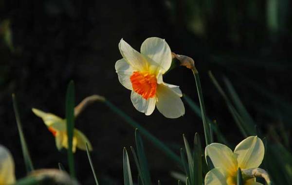 洋水仙的养殖方法