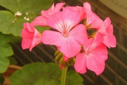 大花天竺葵的养殖方法