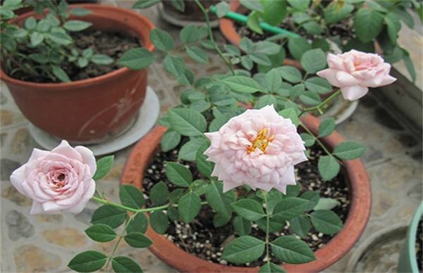 月季花的养殖方法和注意事项