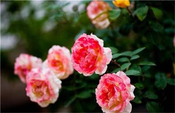 月季花的养殖方法和注意事项