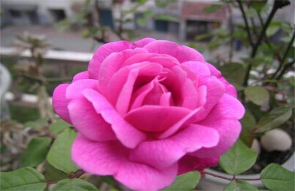 月季花的养殖方法和注意事项