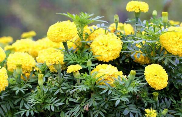 盆栽万寿菊怎么养护