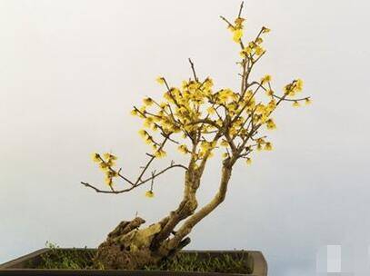 室内盆栽腊梅花的养殖方法