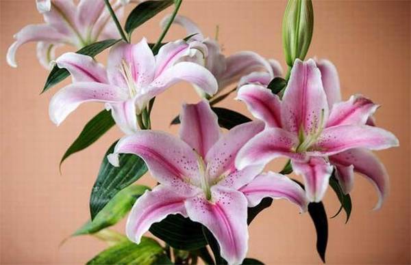 香水百合好养吗_养殖方法及注意事项