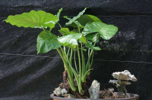 1502864898138084.jpg 家庭办公室盆栽绿植选购技巧