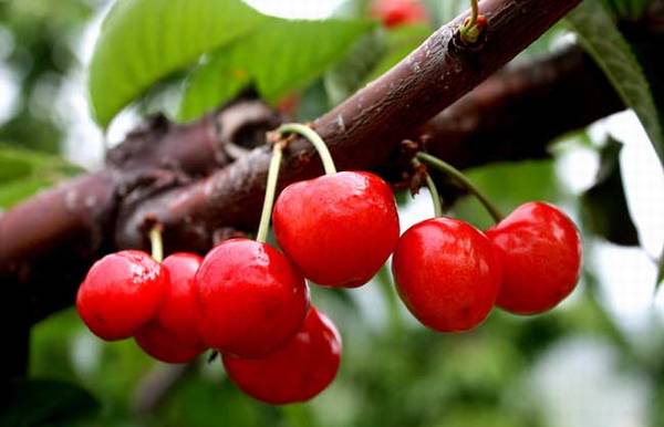 樱桃什么时候成熟 樱桃上市时间