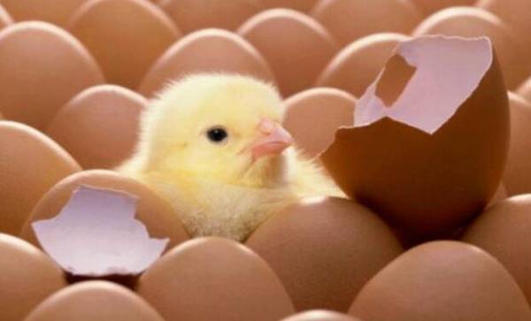鸡蛋孵化的四个环节,温度与湿度最关键_养鸡