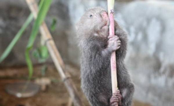 成年竹鼠的生长特点_竹鼠养殖