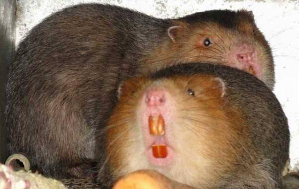 竹鼠生长与温度的关系_竹鼠养殖