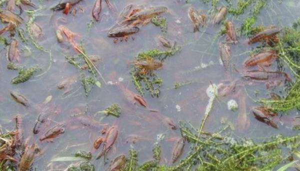 小龙虾生长在多少温度下为好_养虾