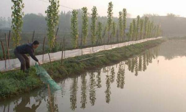 小龙虾的饲料种类及饲料配比详解_养虾