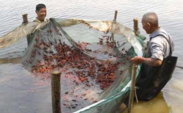 小龙虾吃什么饲料,饲料种类很多,不挑食_养虾