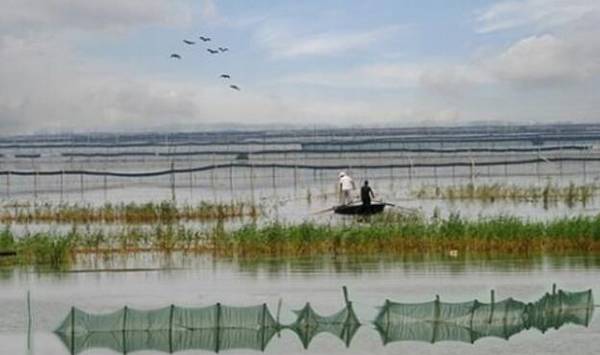 小龙虾每天喂食什么饲料_养殖问答