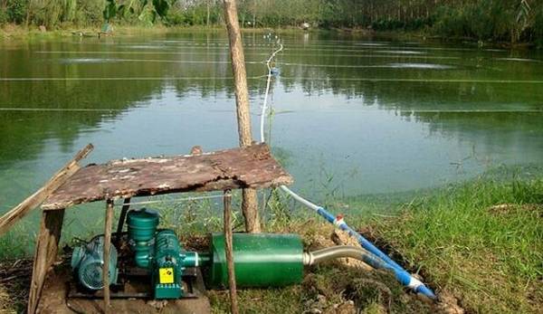 小龙虾的生存水体及水质要求_养虾