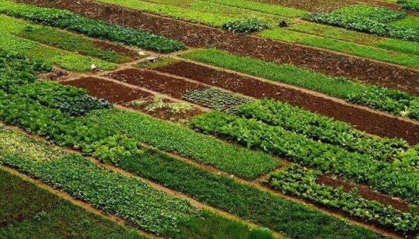 常见蔬菜的种植时间大全_蔬菜种植