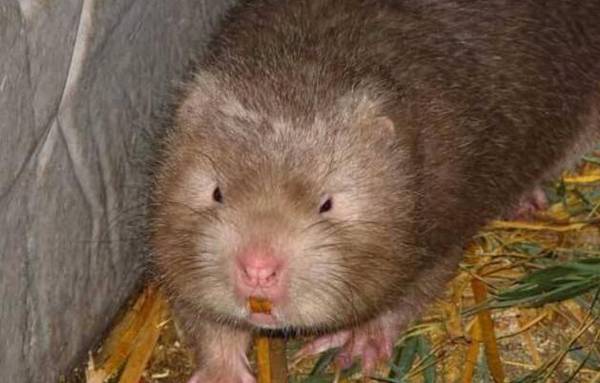 成年竹鼠的重量为多少_养殖问答