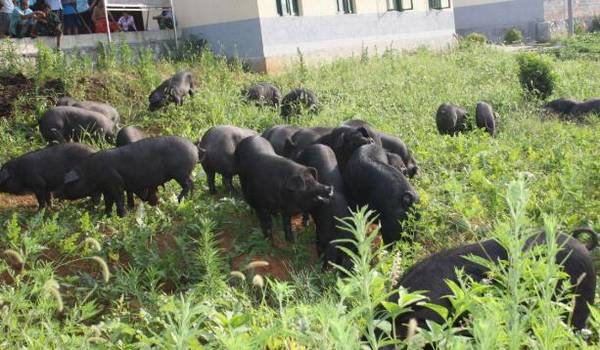 黑猪养殖户汪晓辉:从负债8000到年赚500万_致富故事