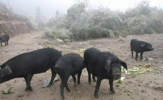 黑猪养殖户汪晓辉:从负债8000到年赚500万_致富故事