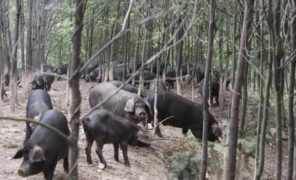 黑猪养殖户汪晓辉:从负债8000到年赚500万_致富故事