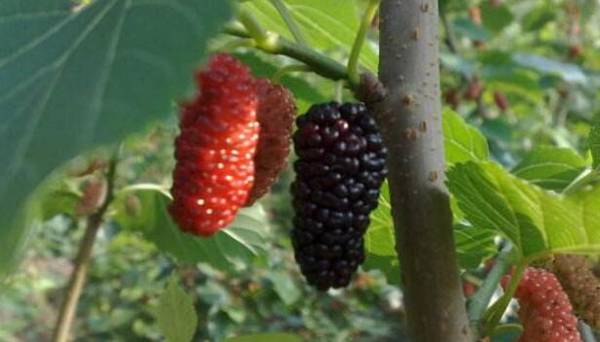 桑葚大棚的建造技术要点_瓜果种植