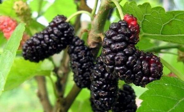 桑葚大棚的建造技术要点_瓜果种植